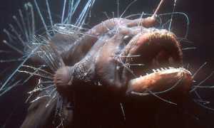 Удивительные обитатели морей рыбы