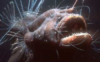 Удивительные обитатели морей рыбы