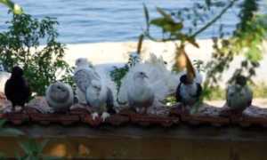 Природа болгарии у моря