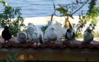 Природа болгарии у моря