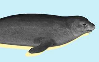 Черное море что водится