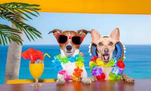 Яркое солнце пляж море