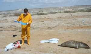 2 пути решения экологической проблемы каспийского моря связанные с добычей нефти