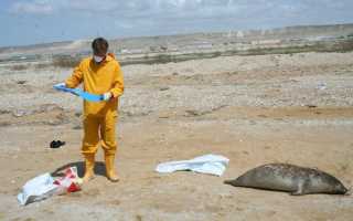 2 пути решения экологической проблемы каспийского моря связанные с добычей нефти