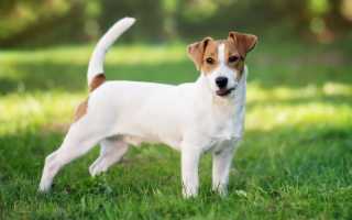 Джек рассел терьер море