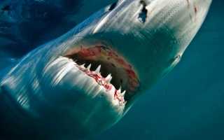 Акулы черного моря опасны ли они