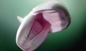 Сырьевые ресурсы японского моря что это