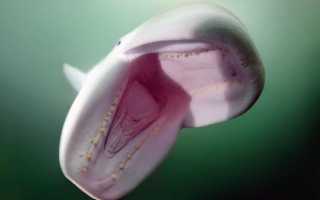 Сырьевые ресурсы японского моря что это